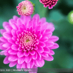 Offrir des fleurs et connaitre leur langage