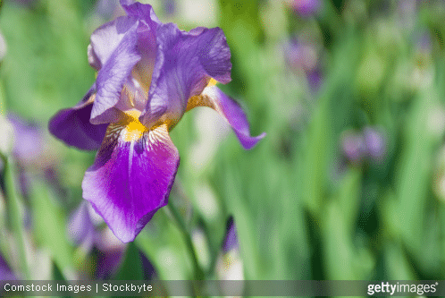 Offrir des fleurs et connaitre leur langage