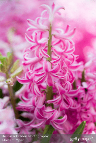 Offrir des fleurs et connaitre leur langage