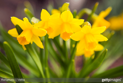 Offrir des fleurs et connaitre leur langage