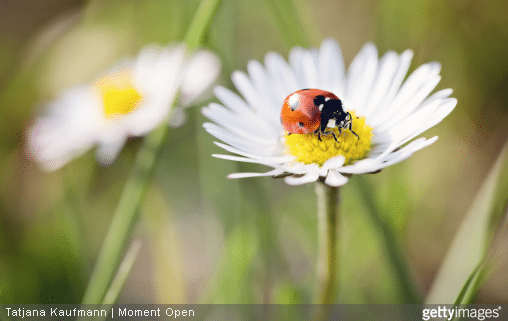 Offrir des fleurs et connaitre leur langage