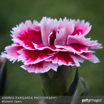 Offrir des fleurs et connaitre leur langage