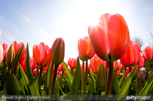 Offrir des fleurs et connaitre leur langage