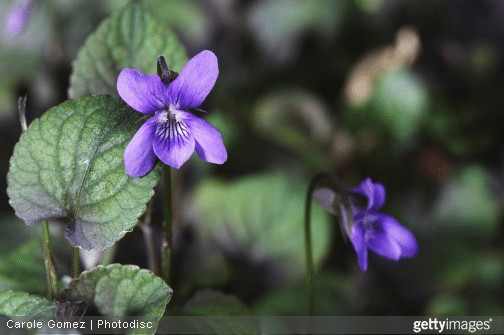 Offrir des fleurs et connaitre leur langage