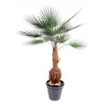 Et si vous offriez des plantes artificielles ?