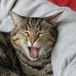 Des objets originaux pour gâter votre chat !
