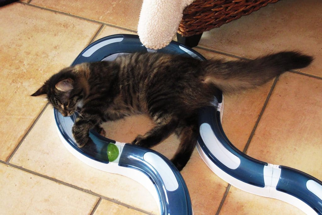 jeu-chat-circuit