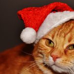 Noël : qu’offrir à ses animaux de compagnie ?